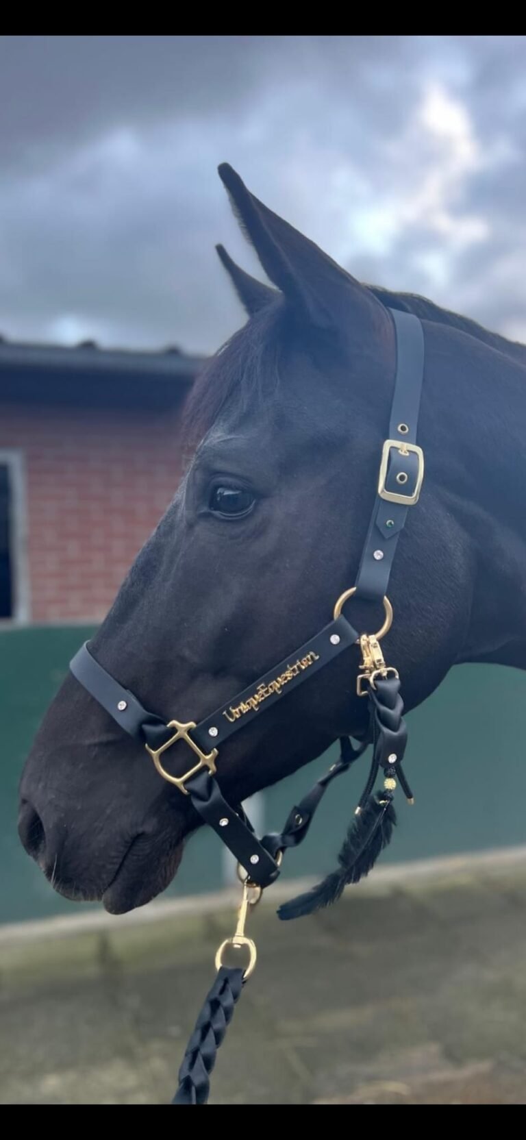 Een close-up van het hoofd van een zwart paard, dat een zwart leren halster draagt met gouden gespen en decoratieve elementen. Het halster heeft het opschrift 'Unique Equestrian'. Op de achtergrond is een bakstenen gebouw en een bewolkte lucht zichtbaar.
