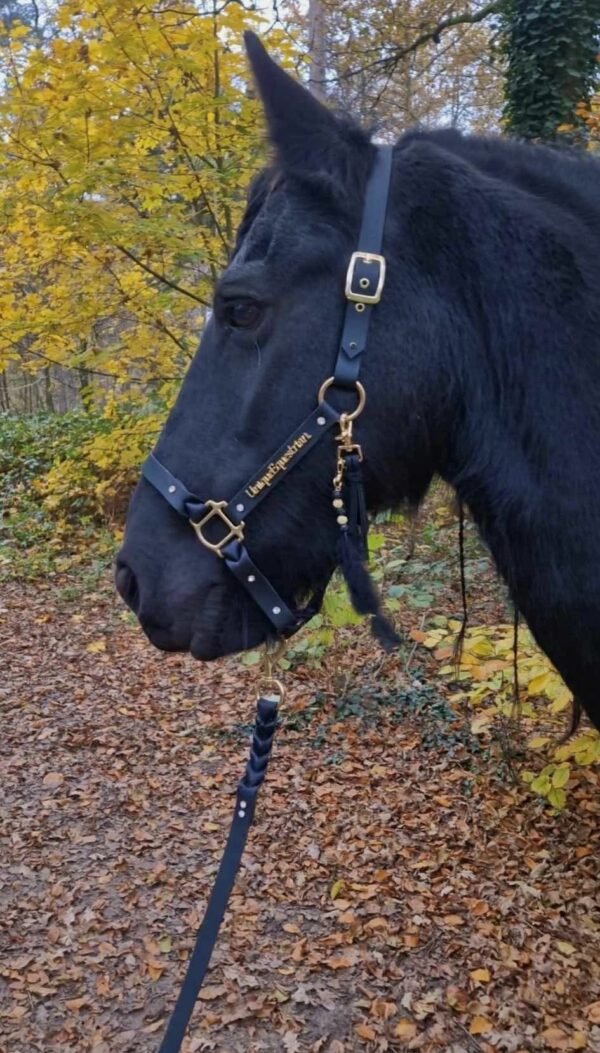 Zijaanzicht van een zwart paard met een zwart lederen halster met gouden details en een messing 'Unique Equestrian' logo, staand in een herfstbos met geelgekleurde bladeren en een met bladeren bedekte grond.